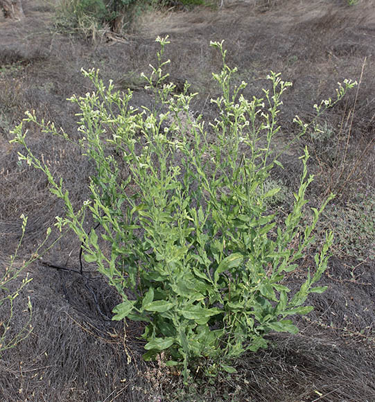  Nicotiana obtusifolia 